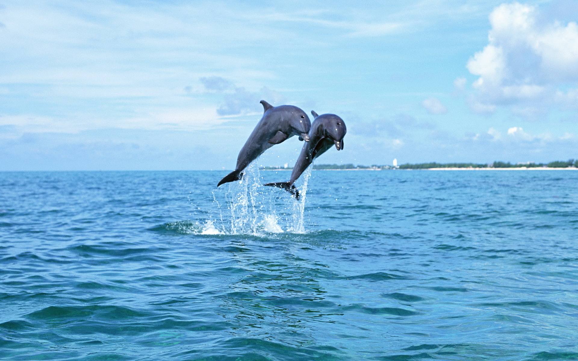Морская прогулка на катере и встреча с дельфинами