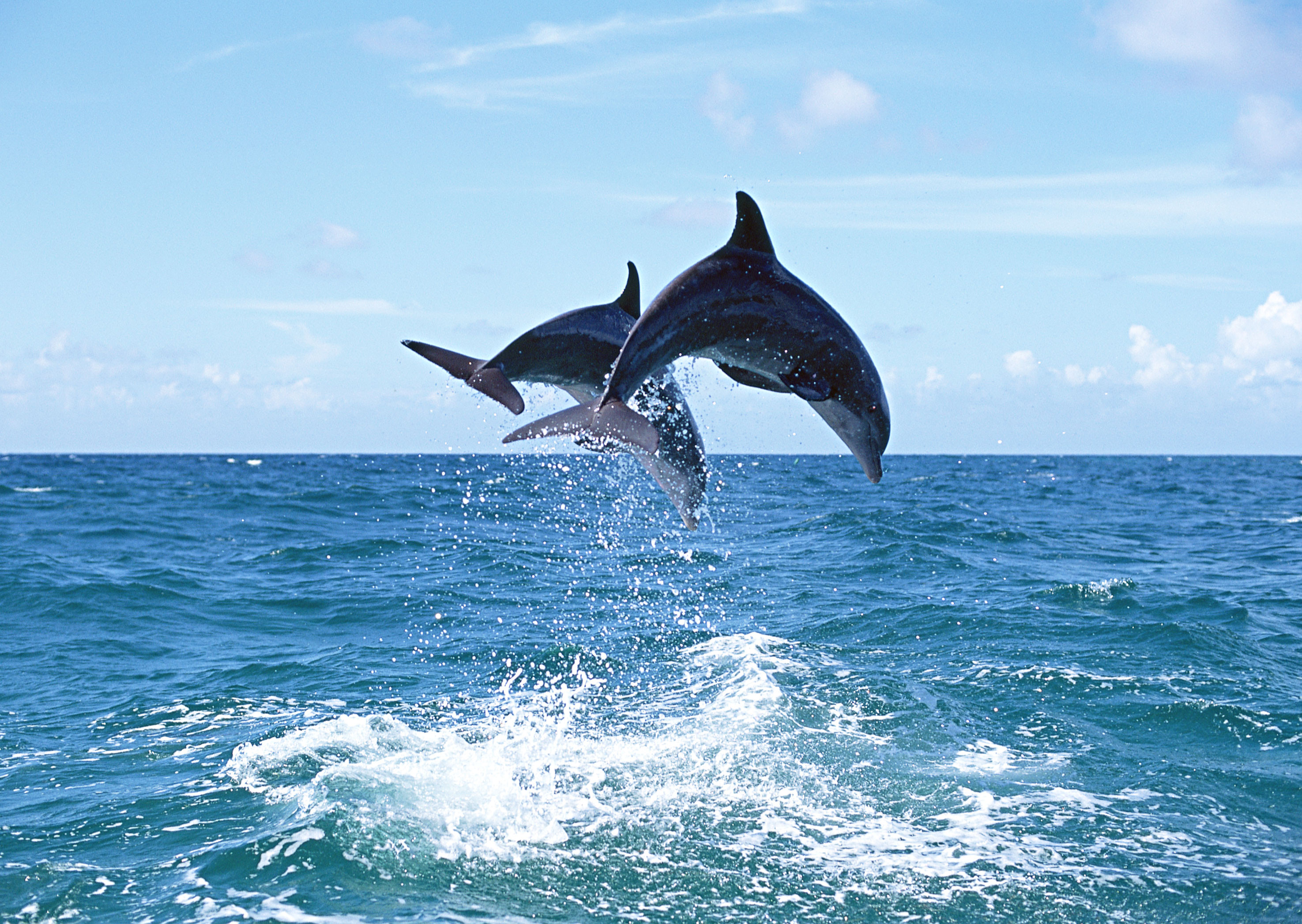 Морская прогулка с дельфинами